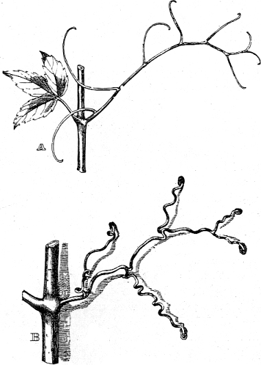 380x532 darwin, c r the movements and habits of climbing plants