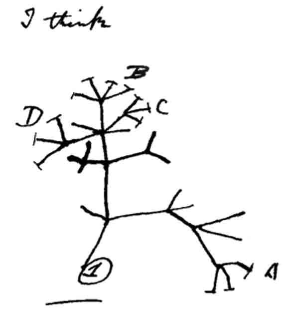 572x633 I Think First Evolutionary Tree