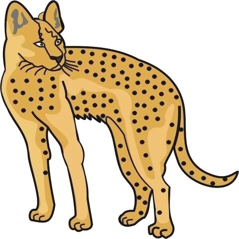 480x480 cheetah coloring sheet cheetah coloring