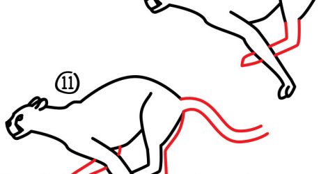 471x250 Drawing Easy Flowers Bird Cheetah Face Things Of Cute