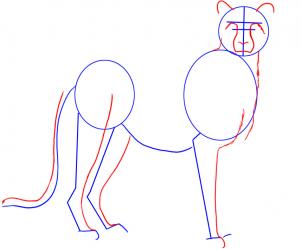 302x249 How To Draw A Cheetah, Step