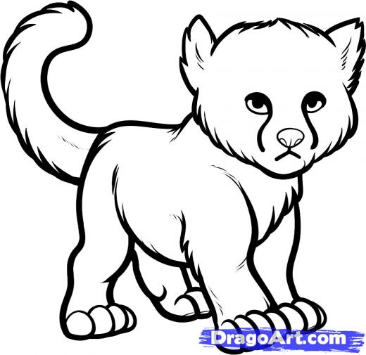 520x505 step how to draw a baby cheetah, baby cheetah