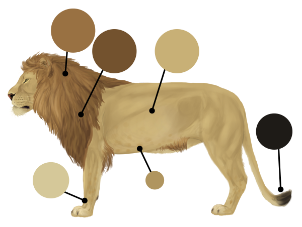 600x452 How To Draw Animals Big Cats, Their Anatomy And Patterns