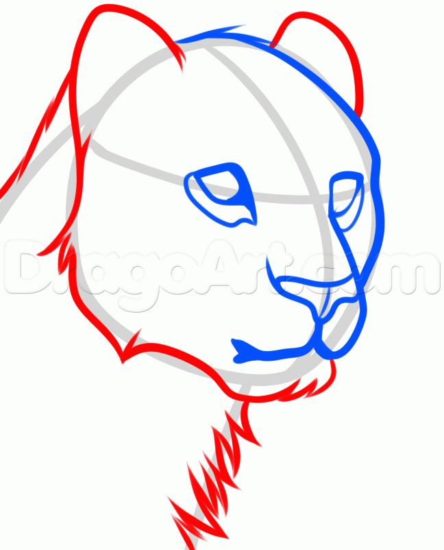 648x802 Uploaded Years Ago How To Draw A Cheetah Face Learn How