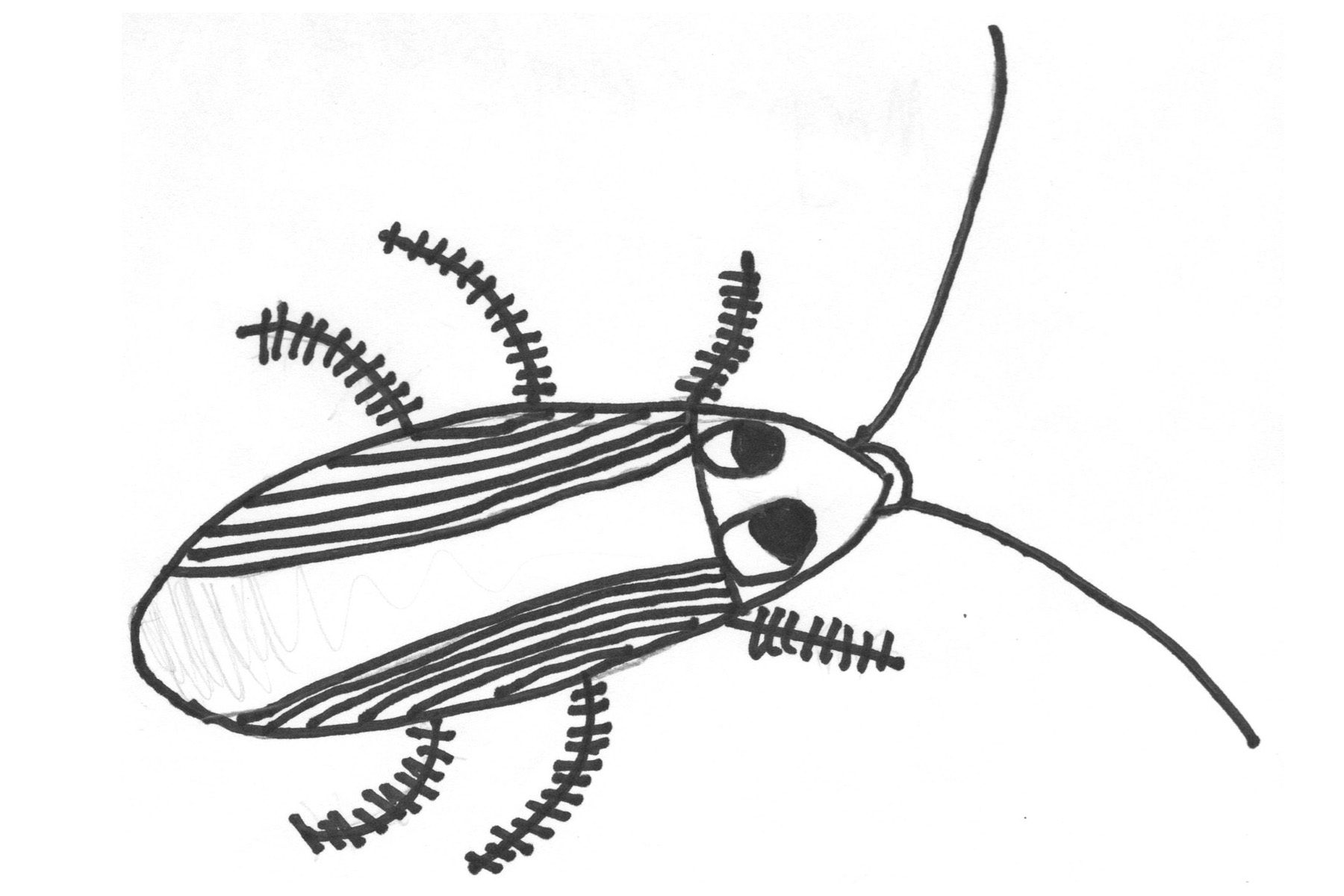 1800x1200 Cockroach Drawing Cartoon Outline And Easy Oggy Head Carmi Chaelinn
