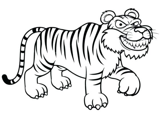 560x420 tiger outline drawing tiger template white tiger outline drawing