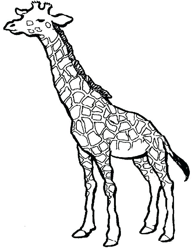 Cheetah Outline Drawing | Free download on ClipArtMag