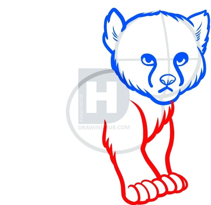 740x720 How To Draw An Easy Cheetah Easy Steps To Draw Cheetah Print