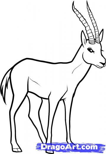 358x520 Running Cheetah Coloring Pages Coloring Pages Printables