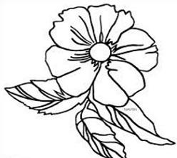 248x222 free cherokee rose clipart