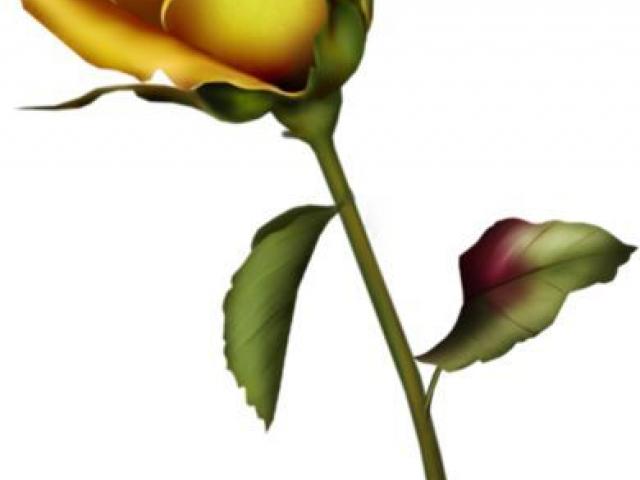 640x480 Free Yellow Rose Clipart, Download Free Clip Art