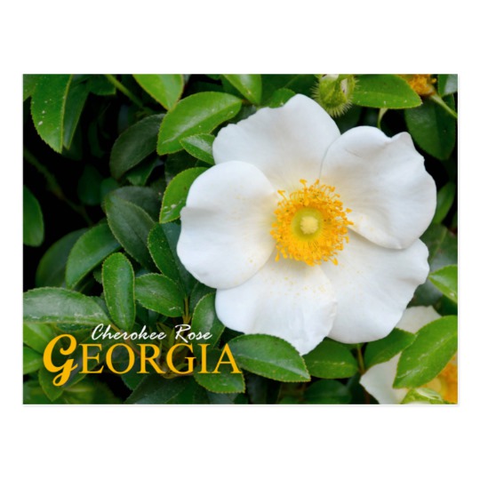 540x540 georgia state flower cherokee rose postcard