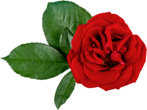 300x225 medicinal values of rose