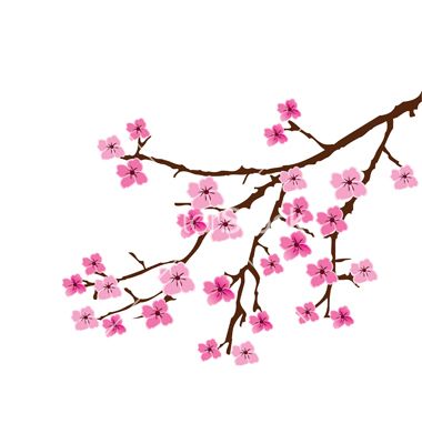 380x400 Cherry Blossom Vector