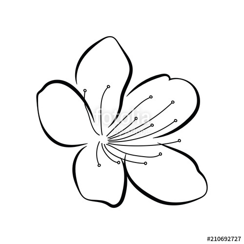 500x500 Blooming Cherry Sakura Branch With Flower Buds Black And White