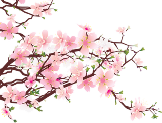 320x243 Drawing Japan Cherry Blossom Transparent Png Clipart Free