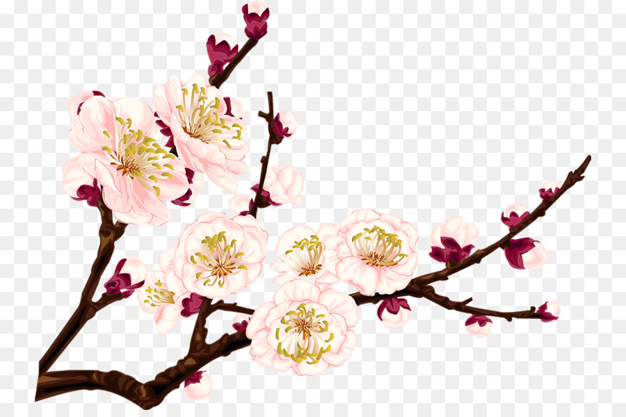900x600 Cherry Blossom Drawings Clip Art