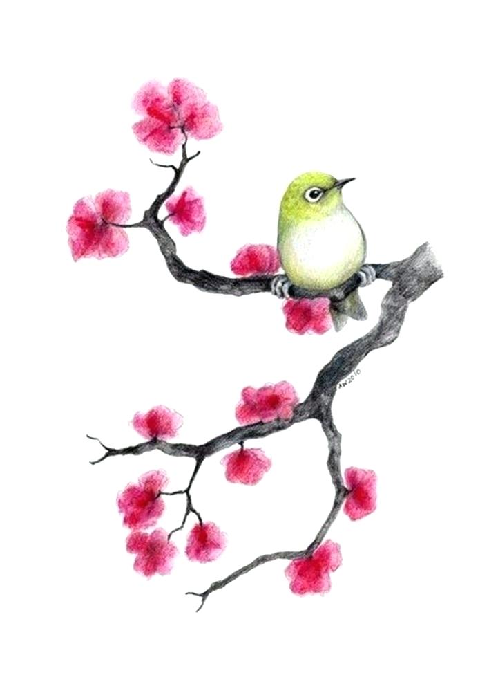 708x999 Drawing Of Cherry Blossom