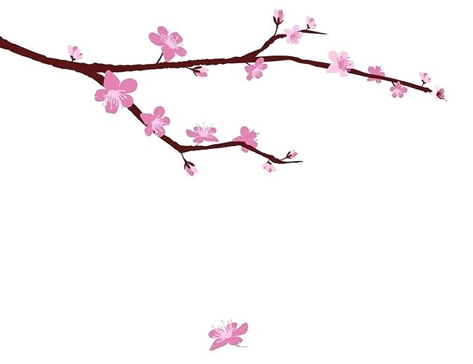 673x518 Drawing Cherry Blossoms Cherry Blossom Cherry Blossom Drawing