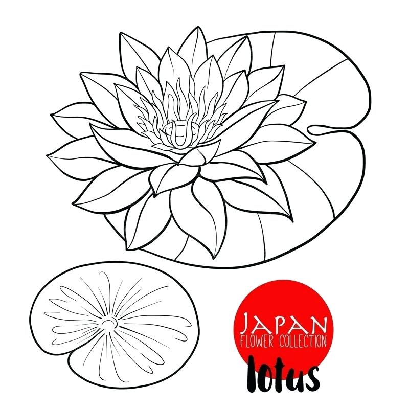 800x800 Lotus Flower Outline Drawing Architecture Salary Zupa