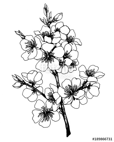 Cherry Blossom Drawing Outline | Free download on ClipArtMag