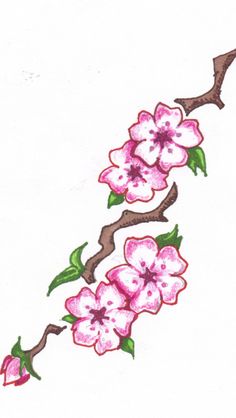 236x418 Best Cherry Blossom Tattoo Flower Outlines Images Cherry
