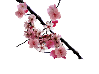 333x250 Collection Of Free Transparent Tattoos Cherry Blossom Download