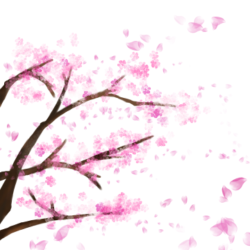 360x360 Collection Of Free Transparent Wallpaper Cherry Blossom Download