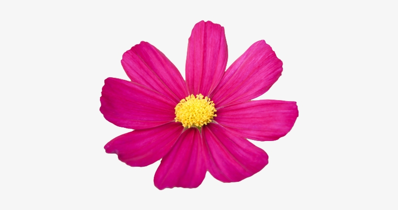 820x432 Flower Png Tumblr