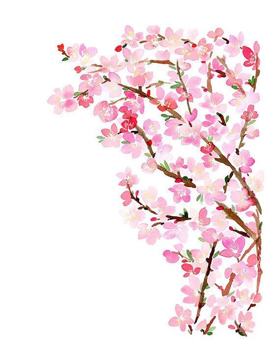 570x737 Cherry Blossoms Watercolor Art Print Art Inspiration
