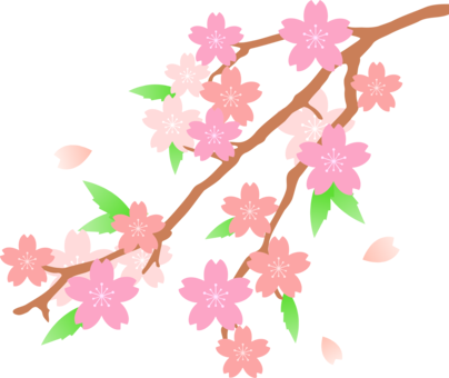 404x340 Cherry Blossom Drawing Flower Cc0