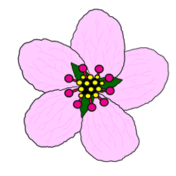 250x250 Huge Collection Of 'chinese Cherry Blossom Drawing' Download More