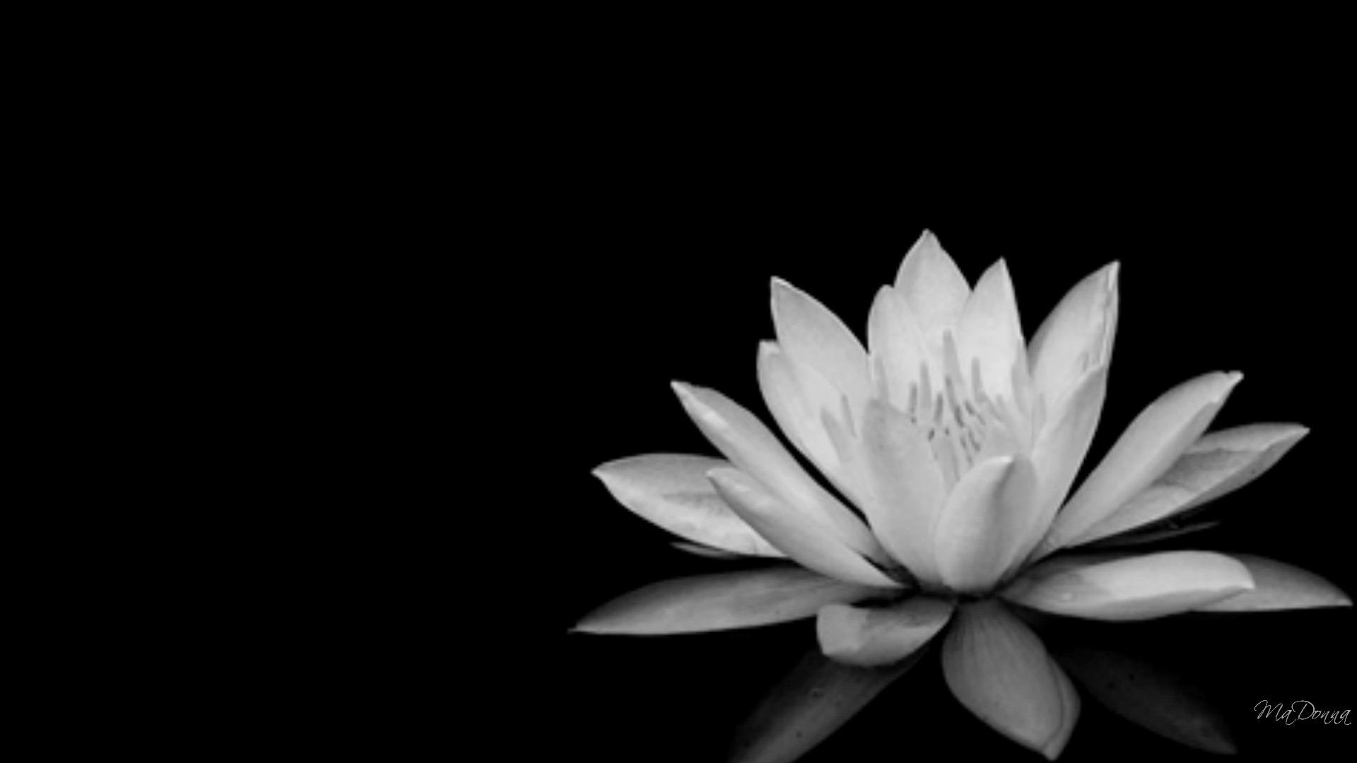1920x1080 Black And White Flowers Wallpapers Hd Pixelstalk Net
