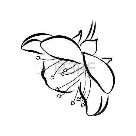 450x450 Japanese Cherry Blossom Sketch Cherry Blossom Drawing Flower Japan