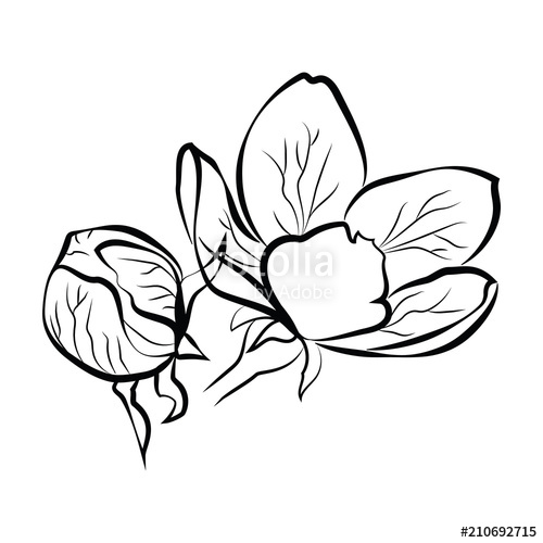 500x500 Blooming Cherry Sakura Branch With Flower Buds Black And White