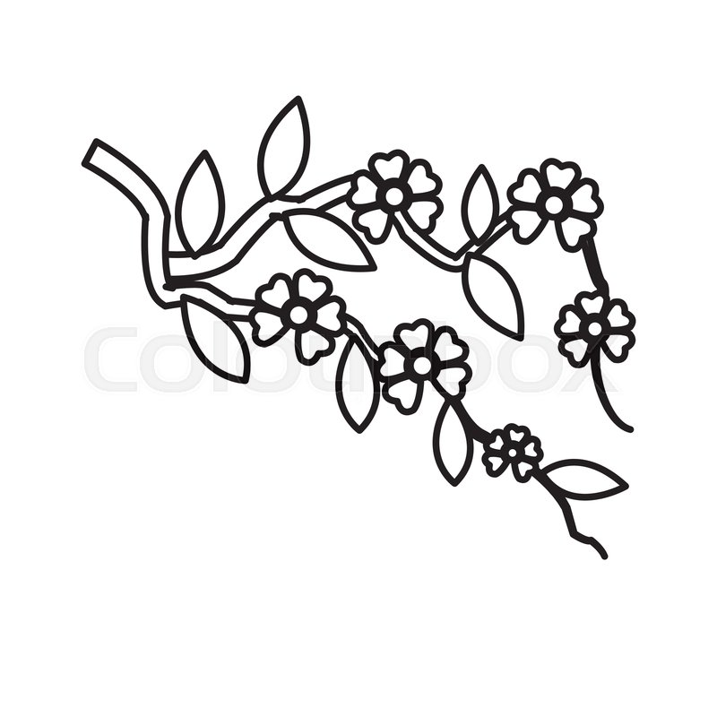 800x800 Branch Sakura With Flowers Cherry Stock Vector Colourbox