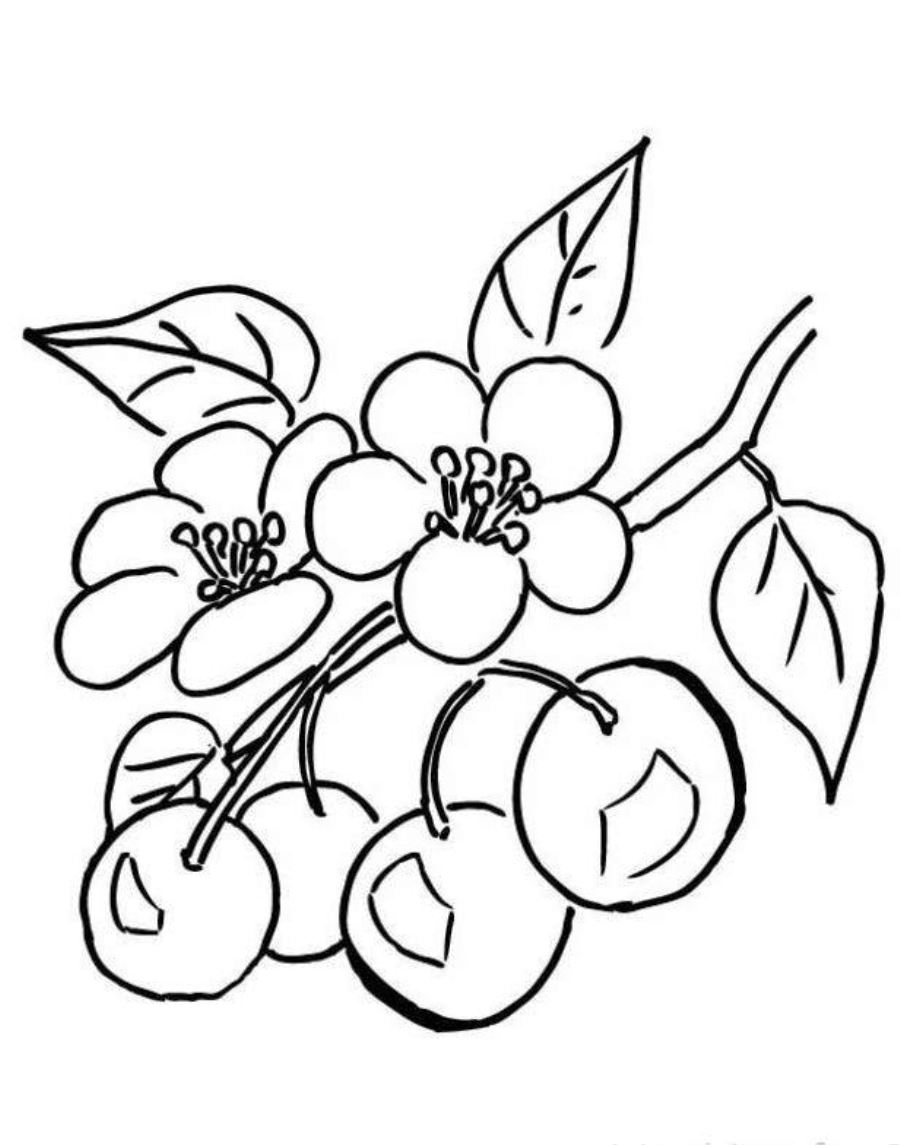 900x1145 Cherry Blossom Coloring Pages