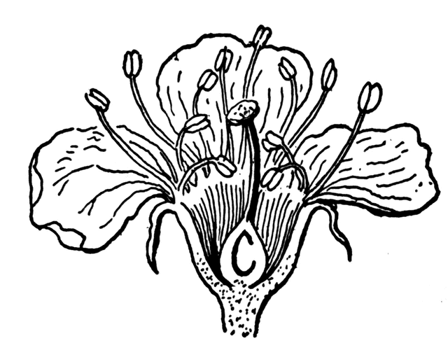 640x490 Cherry Blossom Flower Clipart Etc