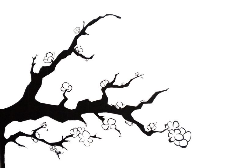 736x552 Tortoise Drawing