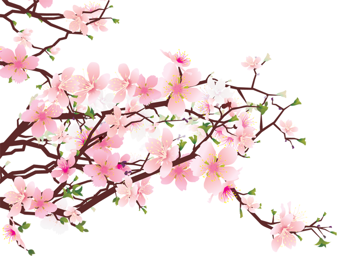 675x514 Pink Drawing Cherry Blossom Transparent Png Clipart Free