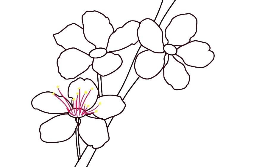900x563 Drawing Of Cherry Blossom Tree Running