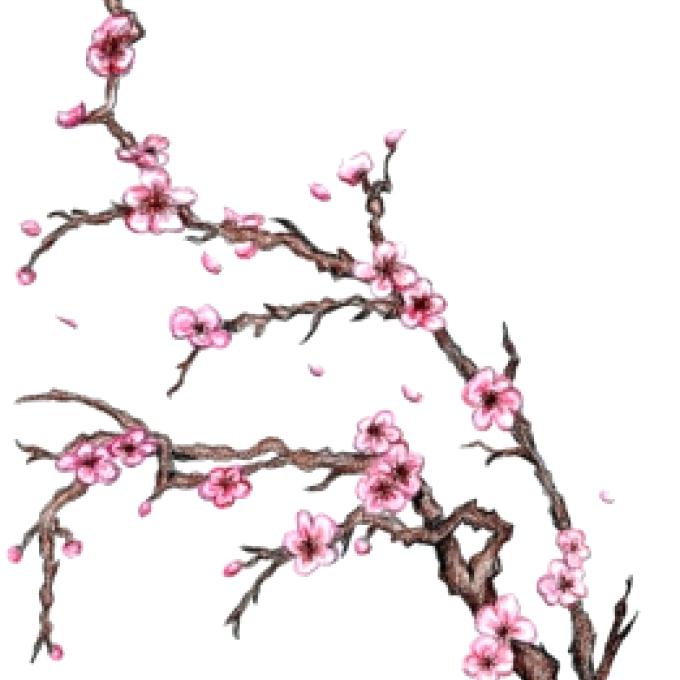 680x680 Drawn Tree Cherry Blossom