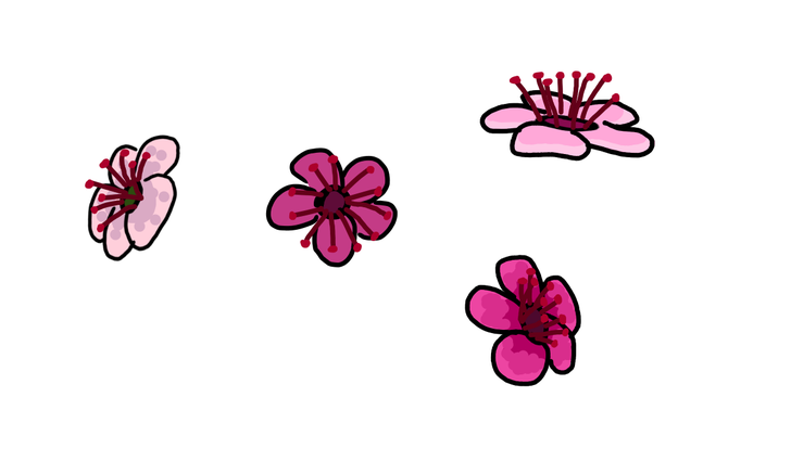 728x437 How To Draw A Cherry Blossom Steps