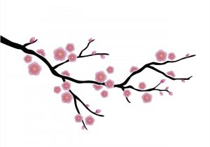 300x210 simple cherry blossom drawing cherry blossom tree drawing cherry