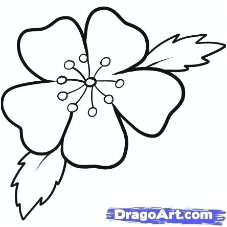 444x444 Drawings Of Cherry Blossoms Image Cherry Blossom Flower Drawing