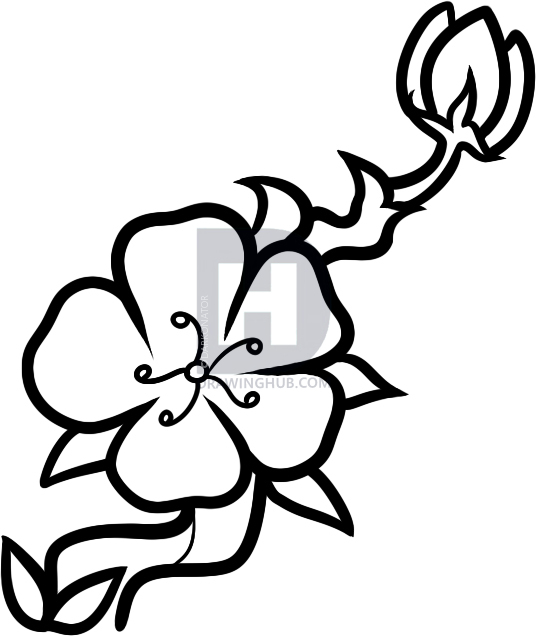 536x636 How To Draw A Cherry Blossom For Kids, Step