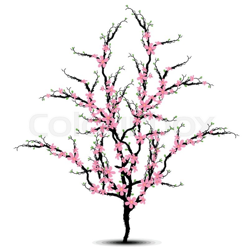 800x800 Cherry Blossoms Tree Isolated On White Stock Vector Colourbox