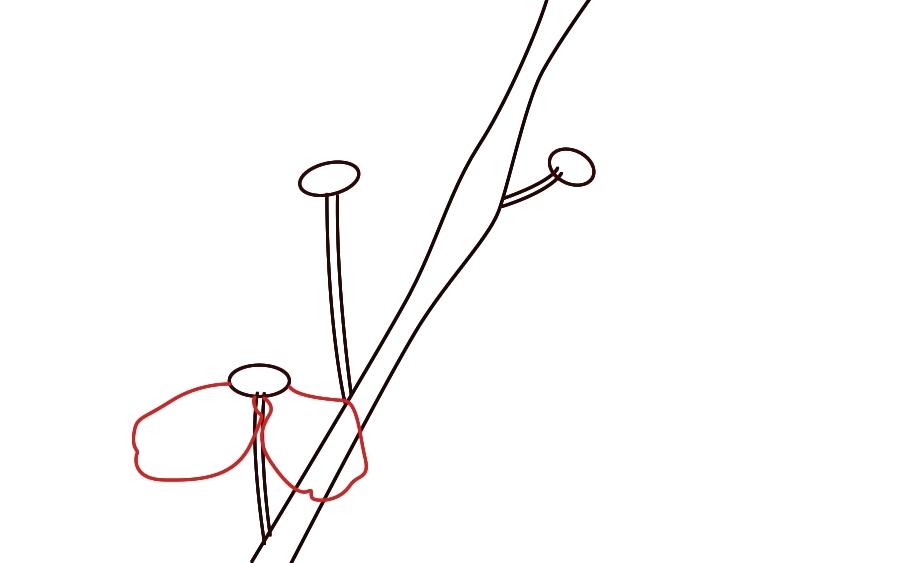 900x563 Draw Cherry Blossom Image Result For How To Draw A Cherry Blossom