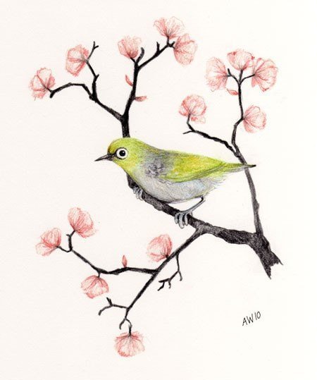 450x539 Japanese Cherry Blossom Pencil Drawing