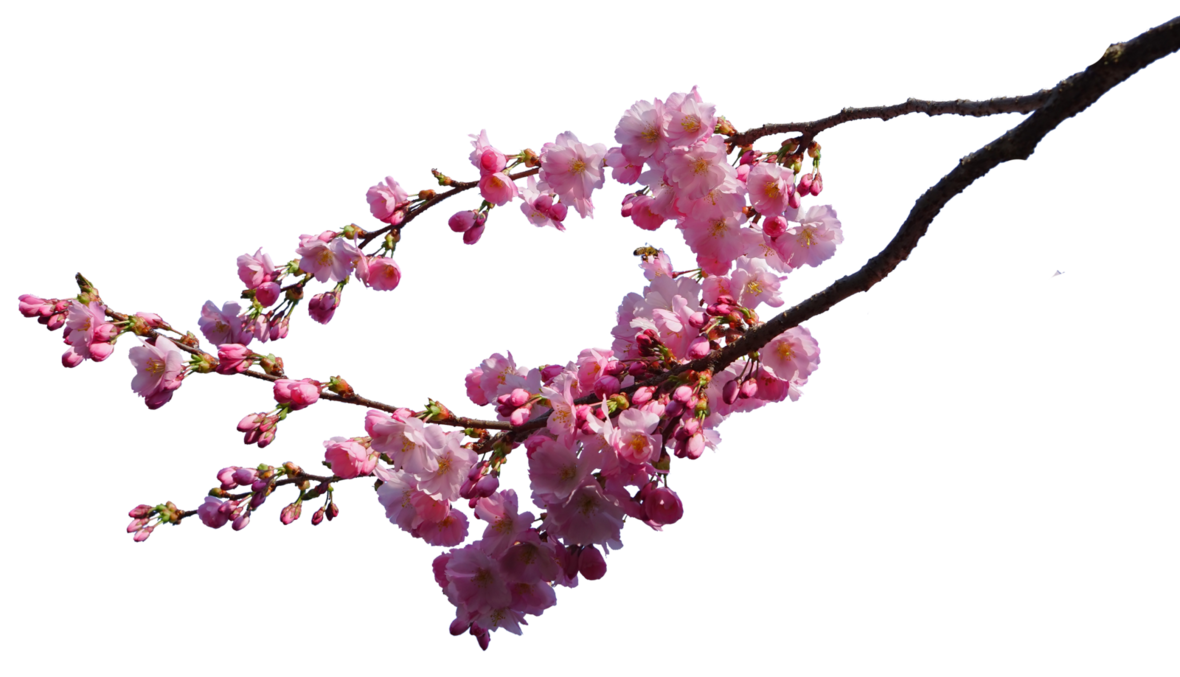 1180x677 Drawing Katana Cherry Blossom Transparent Png Clipart Free